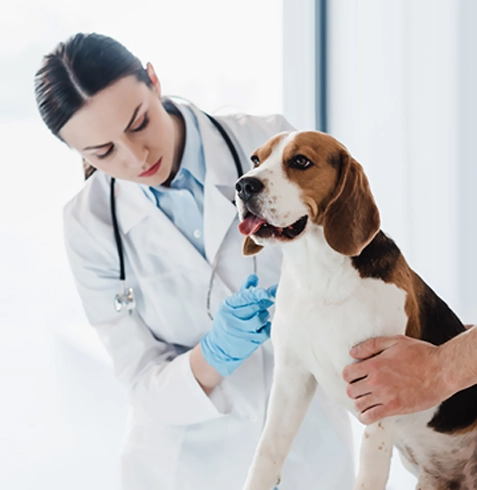 Marmaraereğlisi Veteriner